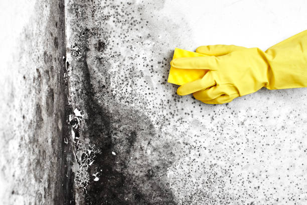 Best Same-Day Mold Removal  in Marthasville, MO