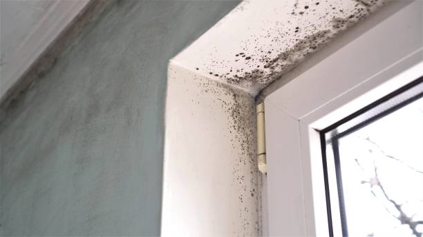 Best Certified Mold Removal  in Marthasville, MO