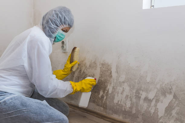 Mold Removal Process in Marthasville, MO