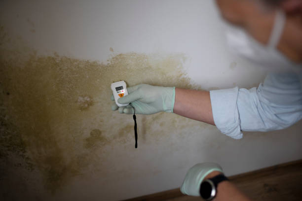 Best Mold Removal and Inspection  in Marthasville, MO
