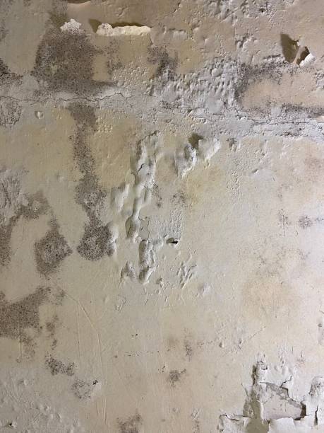 Best Mold Inspection  in Marthasville, MO