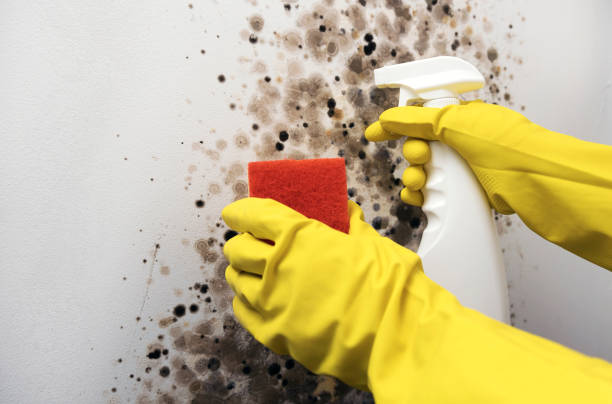 Best Fast Mold Removal  in Marthasville, MO