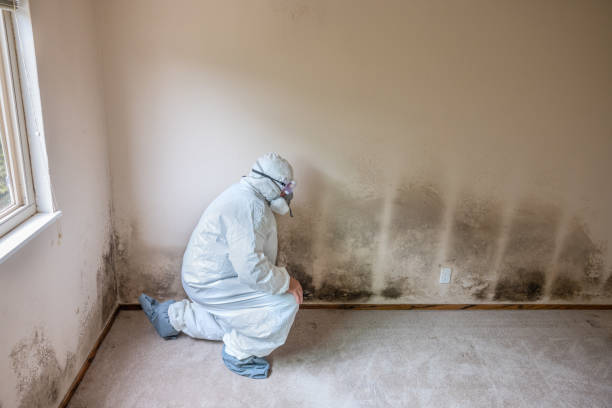 Best Same-Day Mold Removal  in Marthasville, MO