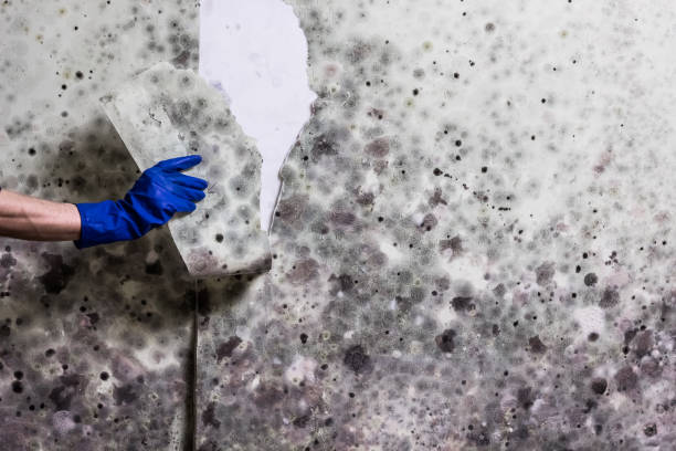 Best Mold Cleaning Services  in Marthasville, MO